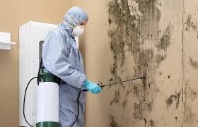 Why You Should Choose Our Mold Remediation Services in Whitewater, KS